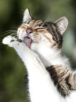 Cats In Nature