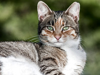 Cats In Nature II