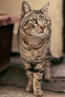 Felis
